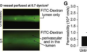 tüskefehérjével kezelt erek