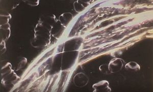 fonalszerű anyag beoltott vérében