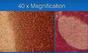 vörösvérsejtek elhalványodása oltás hatására