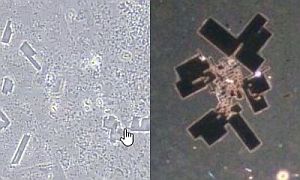 nanorészecskék és alakzatok oltásban