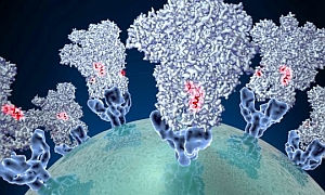 tüskefehérjék illusztráció