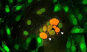 tüskefehérje által összeolvasztott sejtek